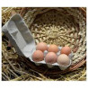 Oeufs Frais "Local"