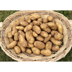 Pomme de Terre Primeur de l'Île de Batz "France"