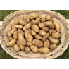 Pomme de Terre Primeur de l'Île de Batz "France"