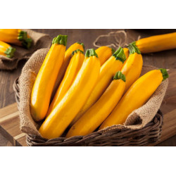 Courgette Jaune "France"