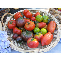 Tomate Ancienne Mixte "France"
