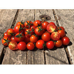 Tomate Cerise "France"