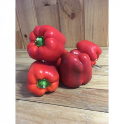 Poivron Rouge "France"