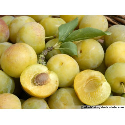 Prune Reine Claude "France"