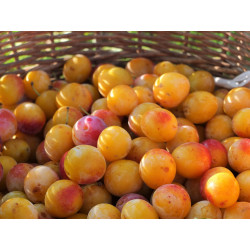 Prune Mirabelle "France"
