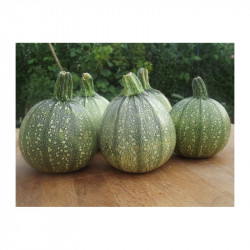 Courgette Ronde "France"