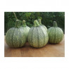 Courgette Ronde "France"