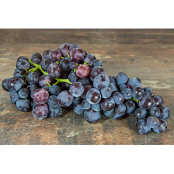 Raisin Noir Muscat "France"