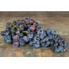 Raisin Noir Muscat "France"