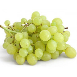 Raisin Blanc Chasselas "France"