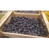 Prune Datil (Mirabelle Noire) "France"