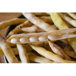 Coco de Paimpol "France"