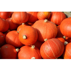 Courge Potimarron Orange (1 kilo-1,2 Kilo environ) "Local"