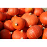 Courge Potimarron Orange (1,2 kilo à 1,4 Kilo environ) "Local"