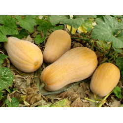 Courge Butternut (1 kilo-1,2 Kilo) "Local"