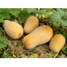 Courge Butternut (1,4kg à 1,6kg) "Local"