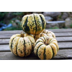 Courge Patidou (350g à 450g) "Local"