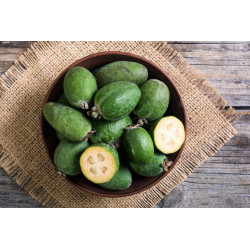 Feijoa "France"