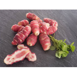 Oca du Pérou "France"