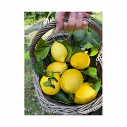 Citron de Corse "France"