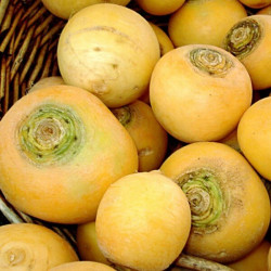 Navet Boule d'Or "Local"