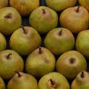 Poire Angélys "France"