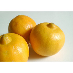 Citron Bergamote "Italie"