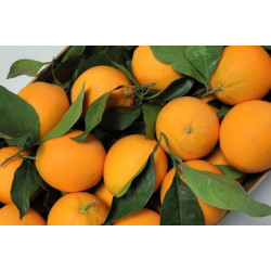 Orange de Corse "France"