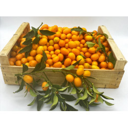 Kumquat de Corse "France"