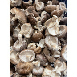Champignon Shitake "France"