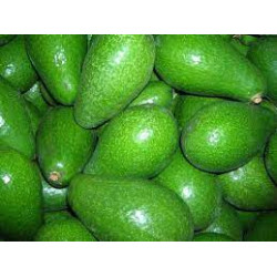 Avocat Hass de corse "France"