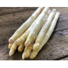 Asperge Blanche "France"