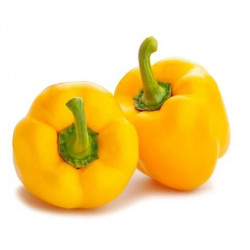 Poivron Jaune "France"