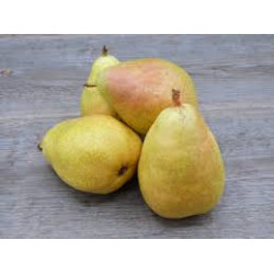 Poire Guyot "France"