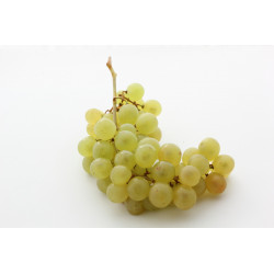 Raisin Blanc Exalta (sans pepin) "France"