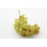 Raisin Blanc Exalta (sans pepin) "France"