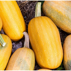 Courge Spaghetti (1 kilo environ) "Local"