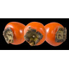 Kaki Rouge Brillant "France"