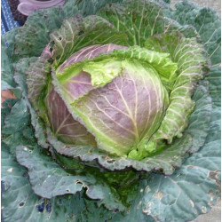 Chou de Pontoise "France"