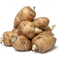 Cerfeuil Tubéreux "France"