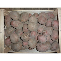 Pomme de Terre Rosabelle "France"