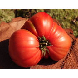 Tomate Coeur de Boeuf "France"