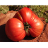 Tomate Coeur de Boeuf "France"