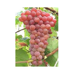 Raisin Rosé SuffolKred "France"