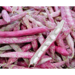 Haricots Borlotto "France"