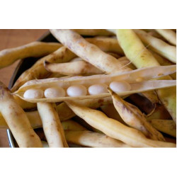 Coco de Paimpol "France"