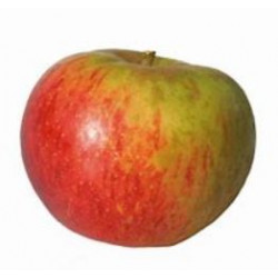 Pomme Reinette d'Anjou "France"