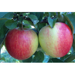 Pomme Pinova "France"