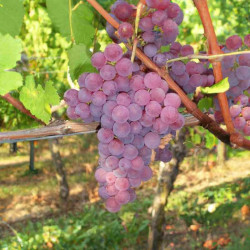Raisin Rose Suffolkred "France"