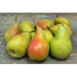 Poire Louise Bonne "Local"